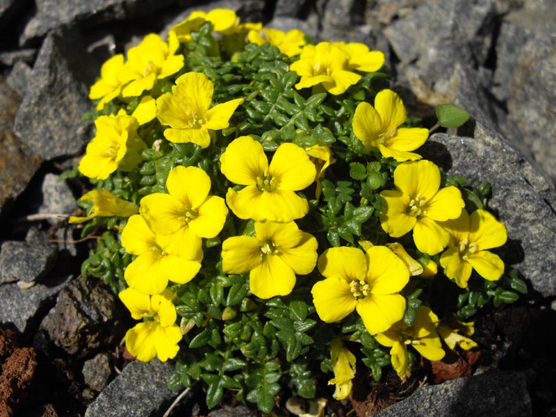 Morisia monanthos en fleurs dans les sables littoraux de Corse